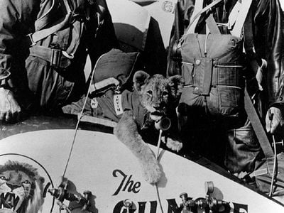 Colonel Roscoe Turner, Gilmore the lion, and Donald A. Young, posed behind left wheel cover of Lockheed Express 3.
