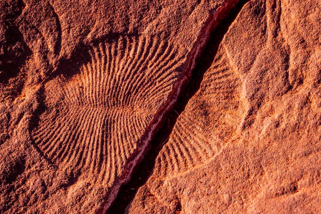 Fossil in red rock