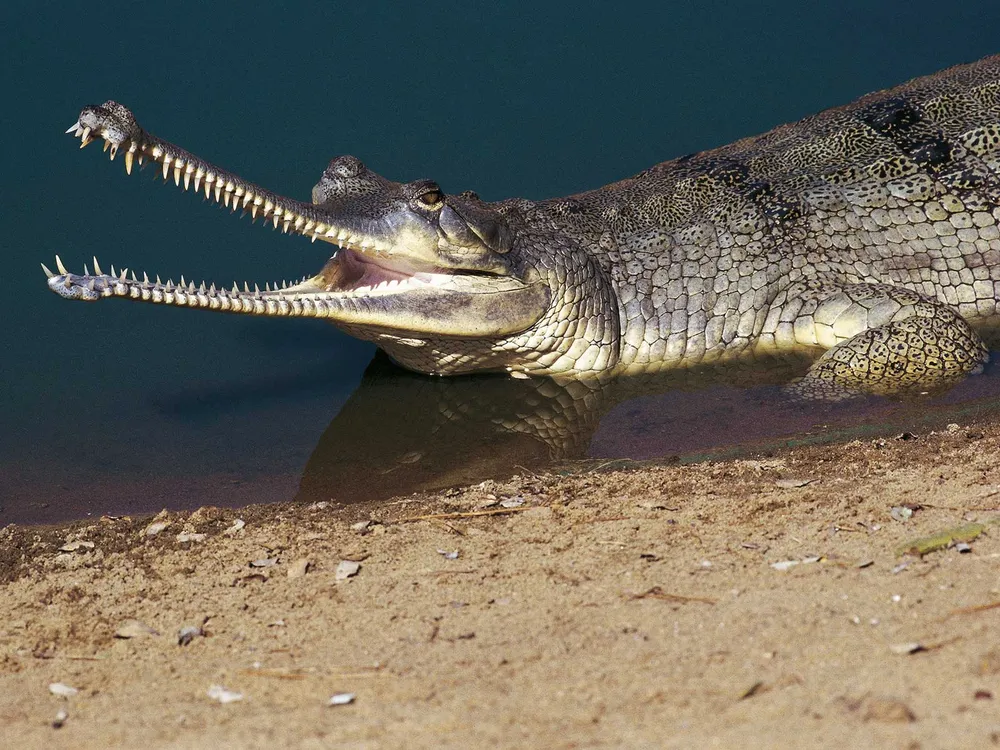 Gharial Crocodile