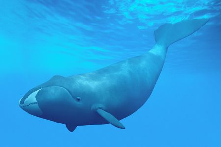 A bowhead whale is the longest-living mammal on earth