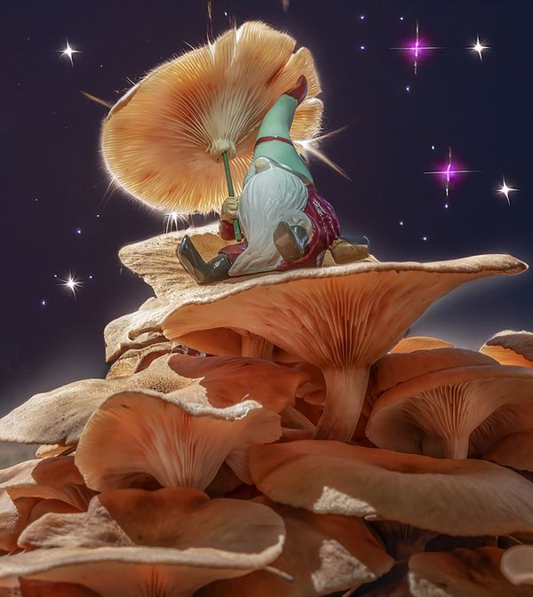 A "wizard" sits atop a pile of mushrooms thumbnail