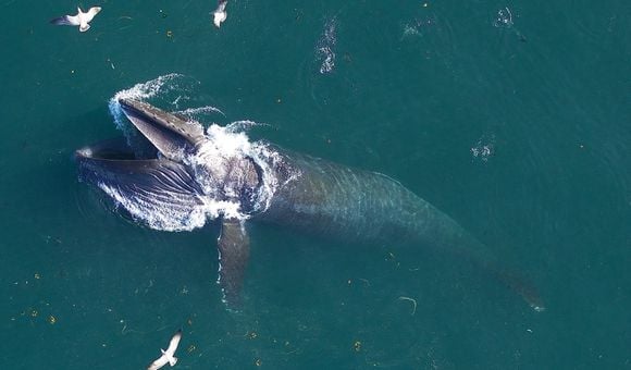 A humpback whale breaches the surface of the ocean on a sunny day as three birds fly overhead.