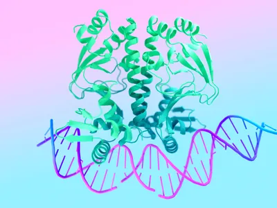 A protein-DNA interaction, modeled by AlphaFold 3.