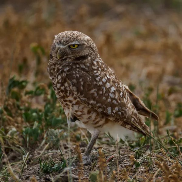 Burrowing Owl thumbnail