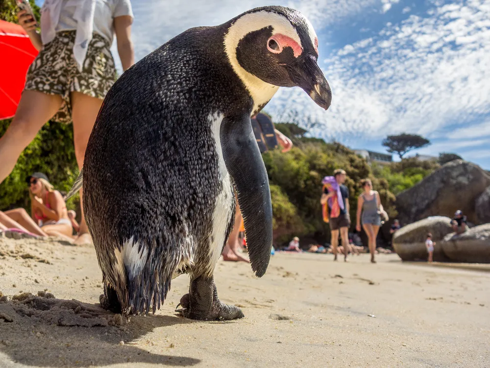 African penguin on beach