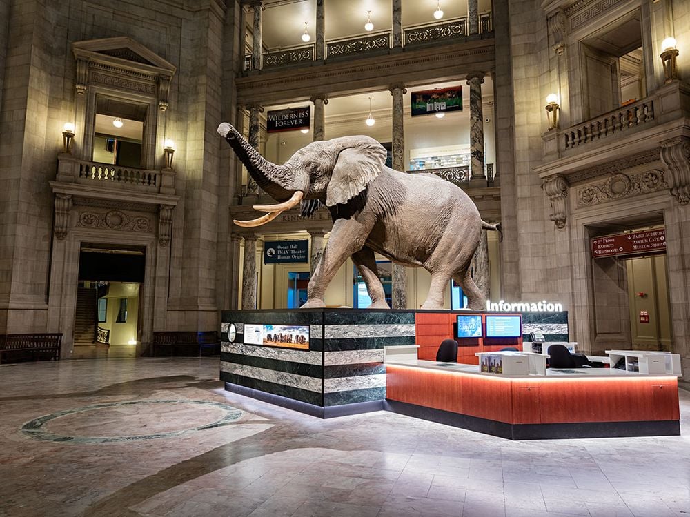 This African Bush Elephant is just the first of many photogenic sites for visitors at the Smithsonian’s National Museum of Natural History. (James Di Loreto, Smithsonian Institution)