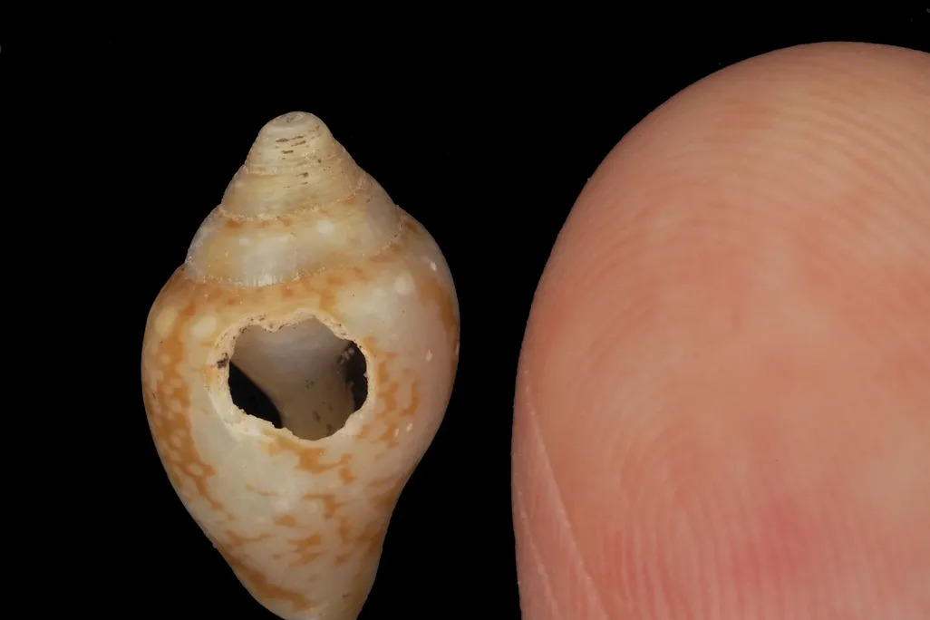 A tiny shell with a hole in it next to a person's finger