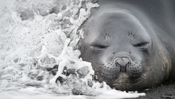 Elephant seal pup gets struck by a wave on South Georgia thumbnail