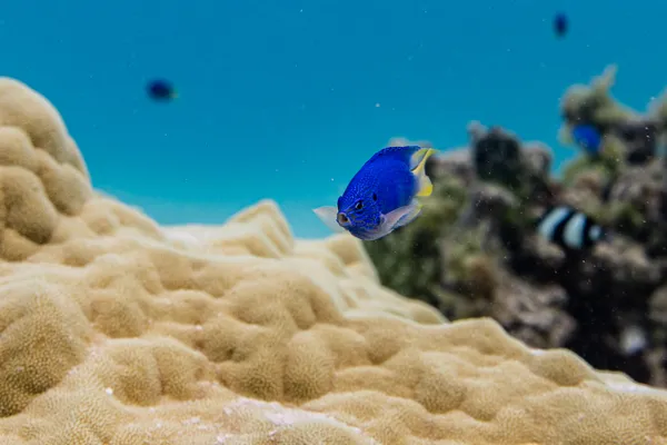 expressive fish thumbnail