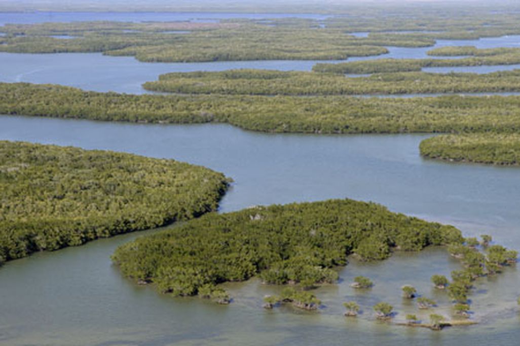 mangroves-ecocenter-631.jpg