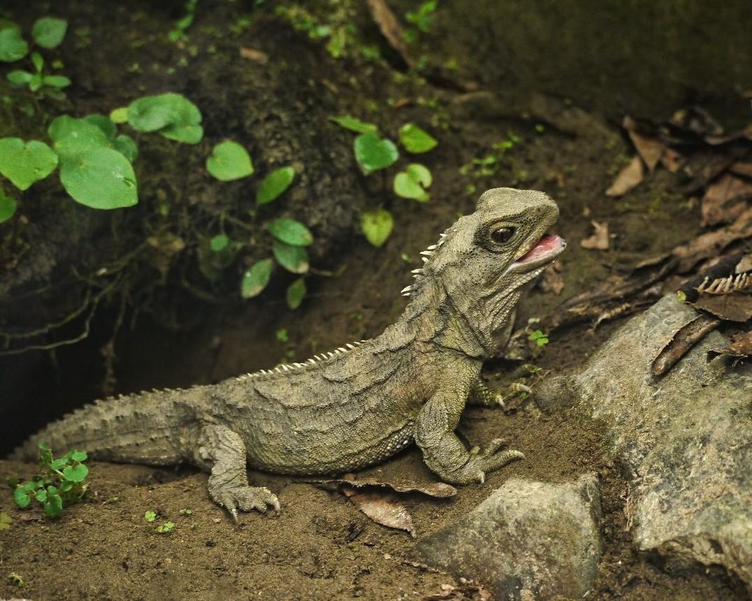 A small, green reptile on the ground.