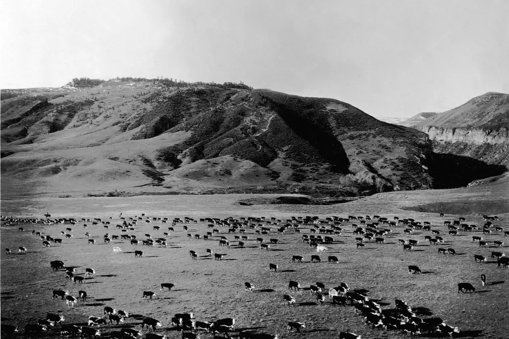 Historic Cattle