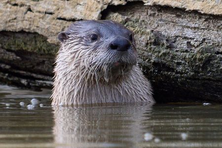 Lontra canadensis, the North American river otter. (Credit: Matthew Fryer)