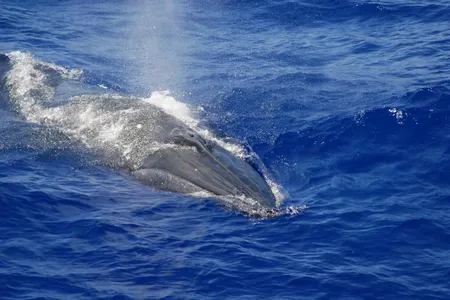 A Bryde&rsquo;s whale photographed in the Mariana Archipelago