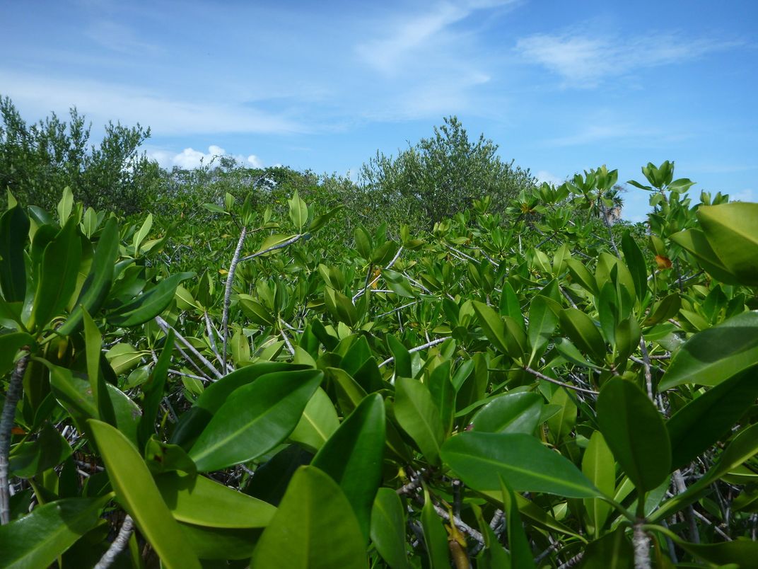 Mangrove leaves extend as far as the eye can see in a coastal forest.