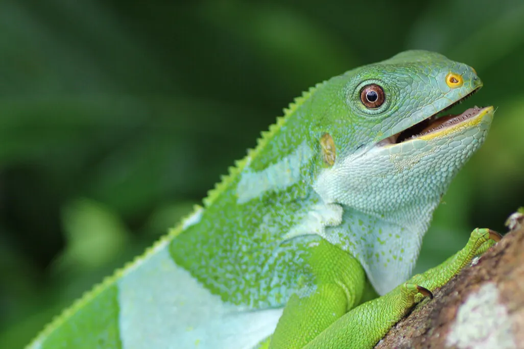 A male Central Fijian banded iguana from Ovalau Island, Fiji, sitting in a tree.