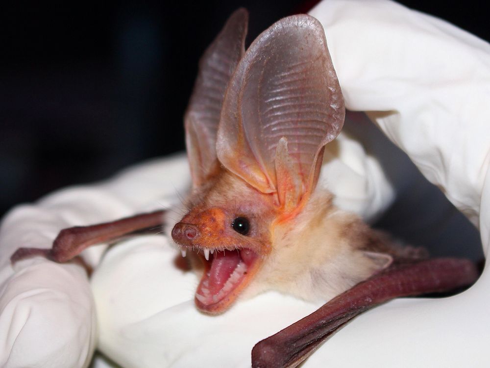 Pallid Bat