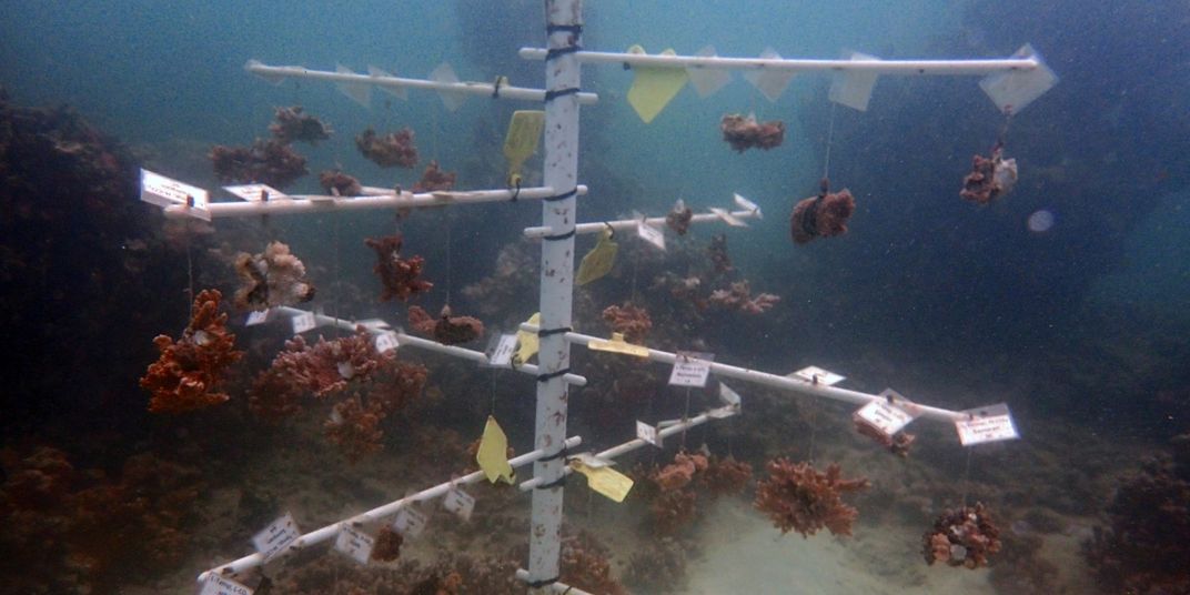 Corals growing in an underwater nursery on a "tree" made of PVC pipe. The corals hang from the tree and are labeled with tags that indicate their species and the initial temperature they were grown under.