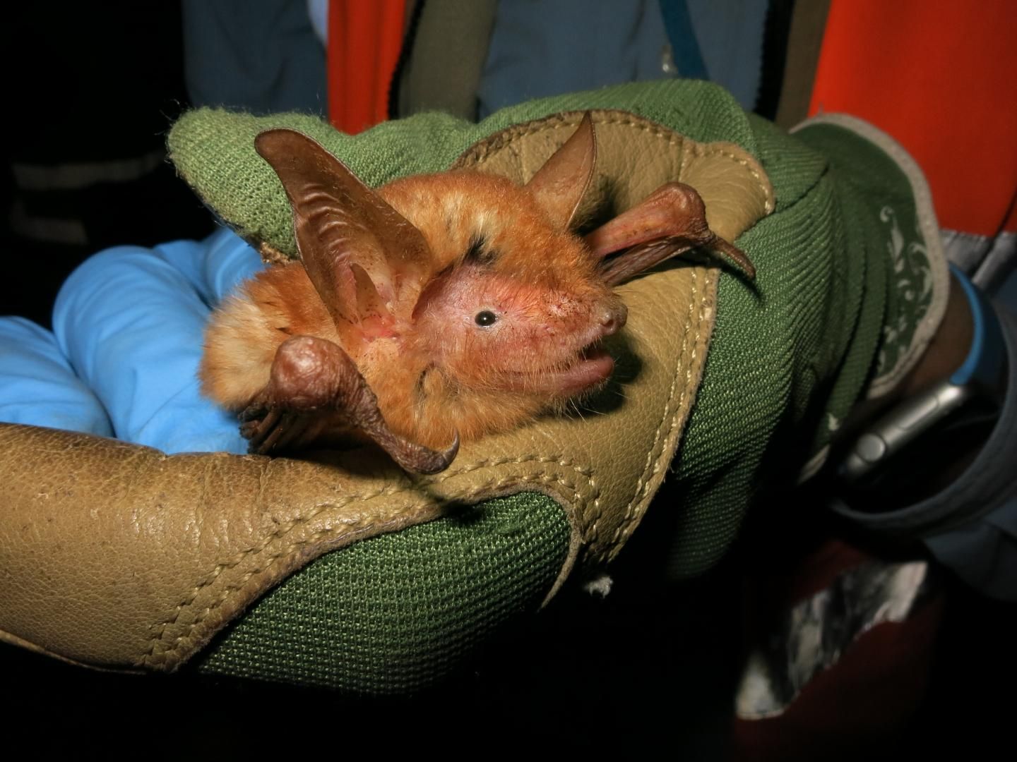 Newly Discovered Bat Species Has Halloween Colors | Smart News| Smithsonian  Magazine