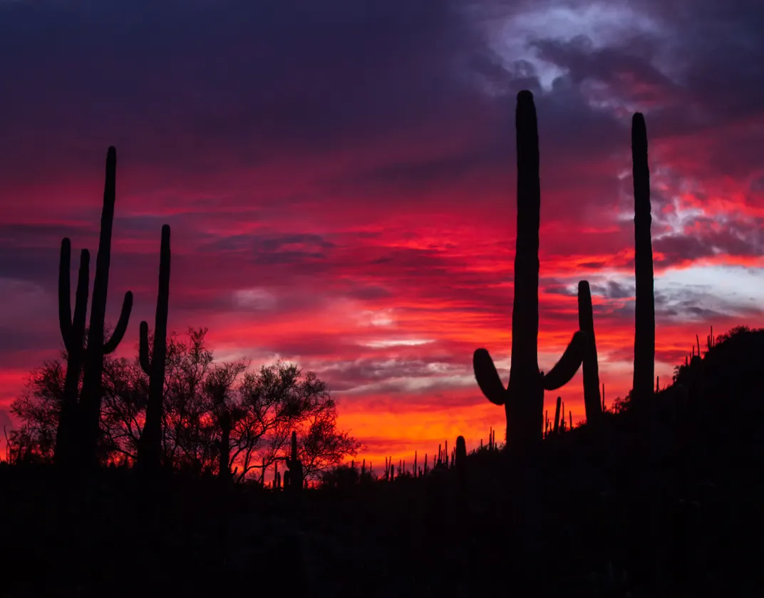 A red sky serves as a colorful backdrop to cacti among the Tucson Mountains in Saguaro National Park West