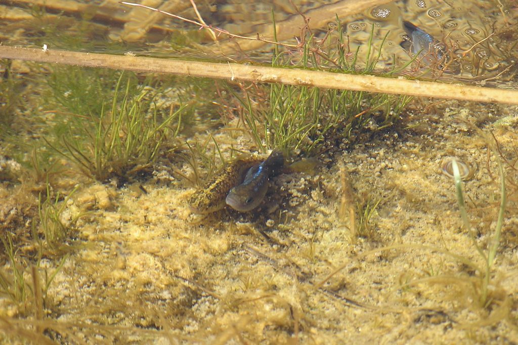 Desert pupfish