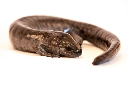 Smallmouth salamanders reproduce sexually, which may give them certain advantages.