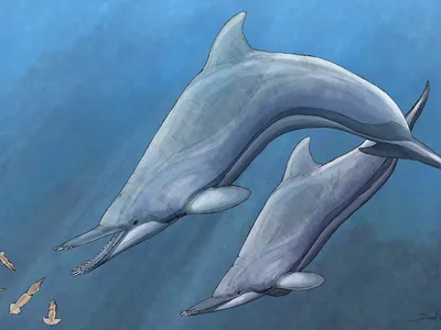 Nihohae matakoi swam in waters off the coast of&nbsp;New Zealand around 25 million years ago.