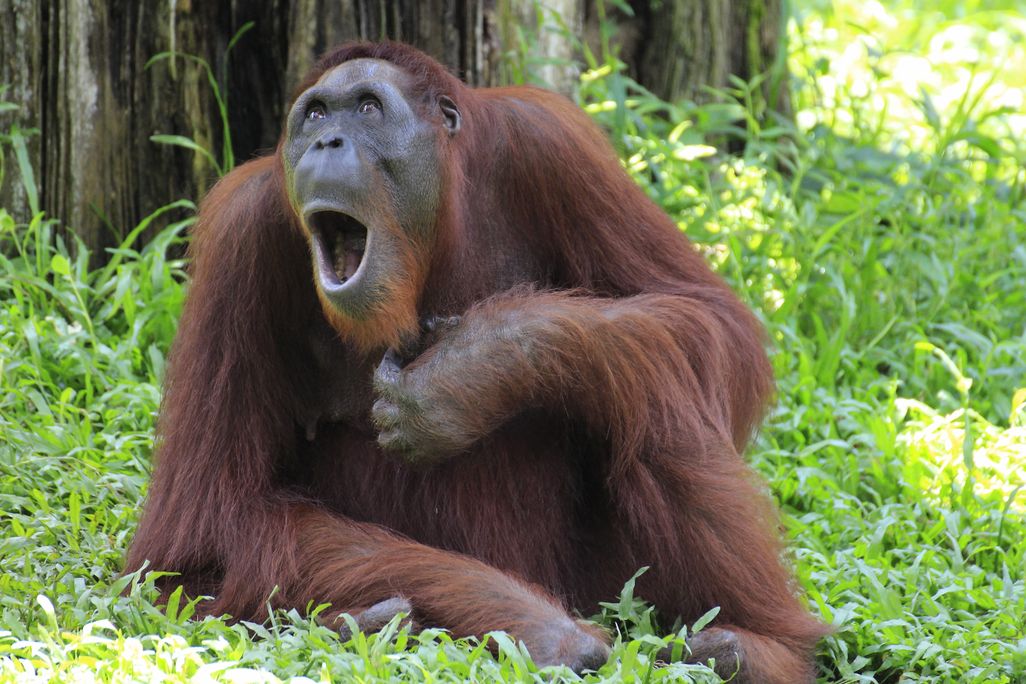 An orangutan sits open-mouthed