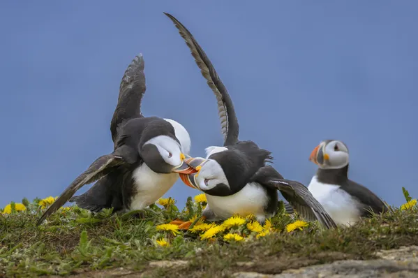 Dancing Beak To Beak thumbnail