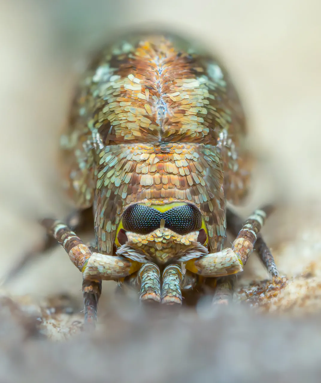 seen slightly from above, a long, brown and slightly iridescent-looking bug with black eyes and two short mouthparts and two long antennae