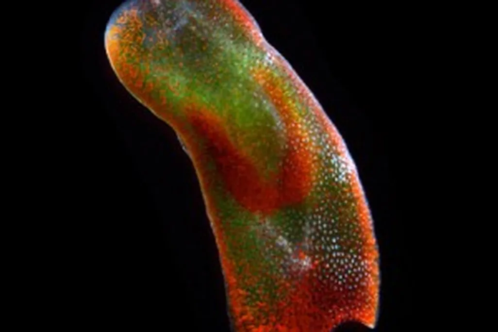 20110520102256Acoelomorpha-300x300.jpg