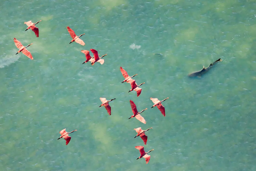 a flock of pink birds flies over water with a shark visible under its surface. The image is an aerial view from above all the animals