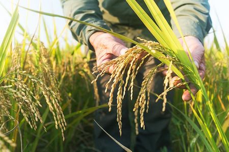 Transplanting a human protein, known for promoting growth, into crops may engender larger, heavier and more bountiful plants.