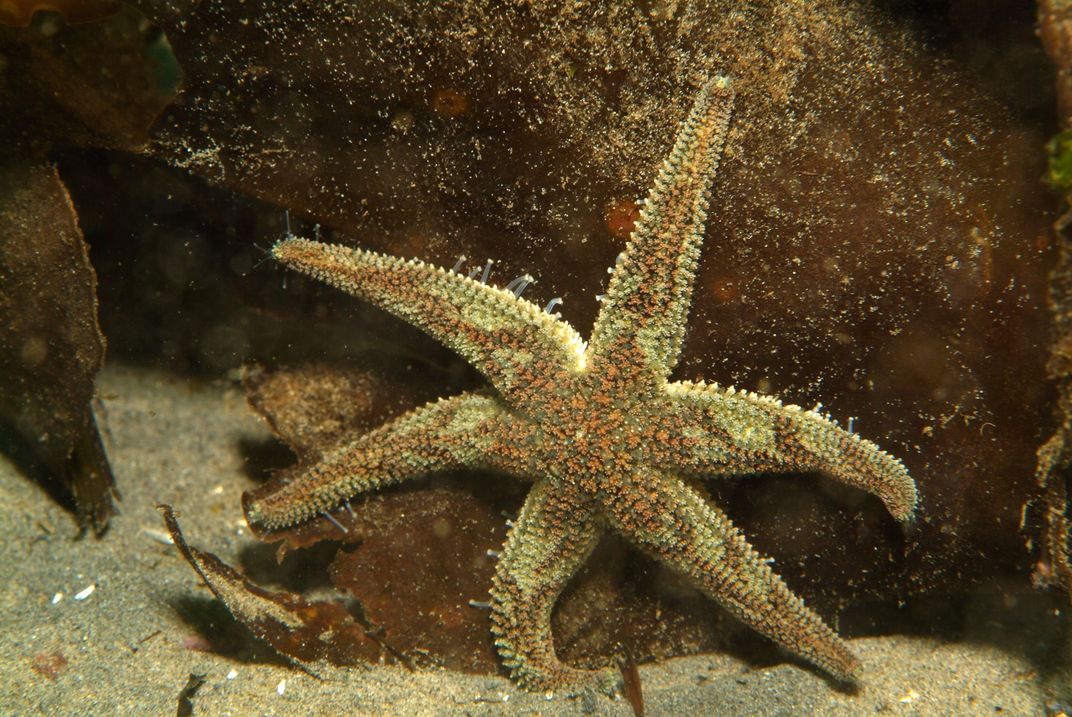 Leptasterias sea stars