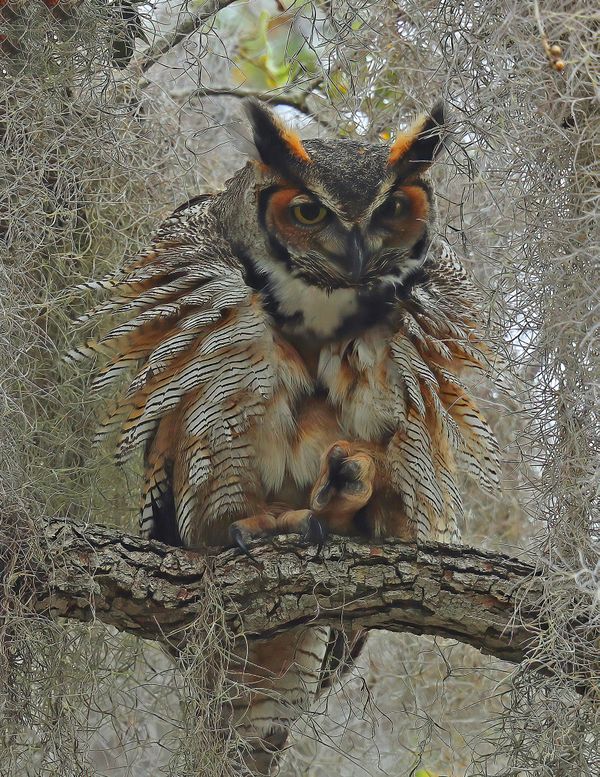 Great Horned Owl Fluffed up ! thumbnail