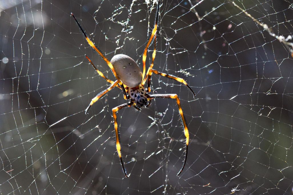 a spider.jpg