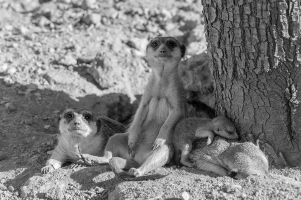 Portrait of a meerkat family thumbnail