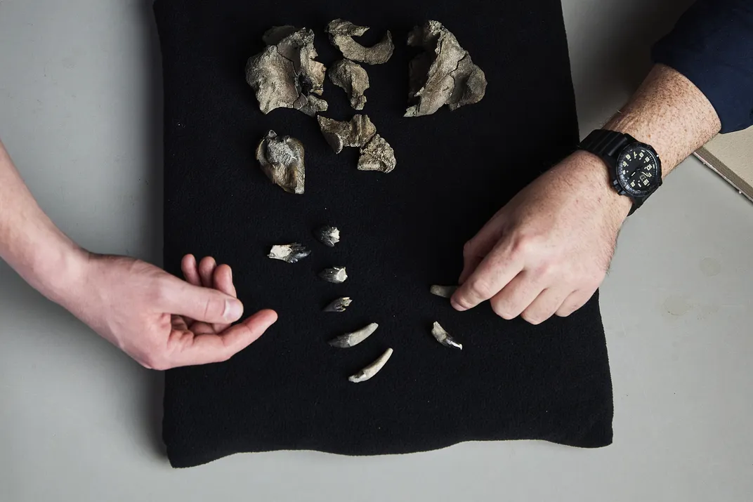 Newly Discovered Prehistoric Whale Is 'Deceptively Cute'—It's Tiny but ...