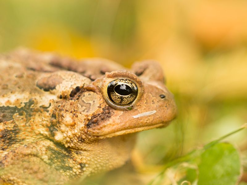 a FROG name popcorn Smithsonian Photo Contest Smithsonian Magazine
