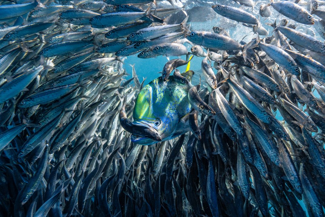 a school of fish swims away from a green and blue mahi mahi at its center, which has grabbed one fish in its mouth