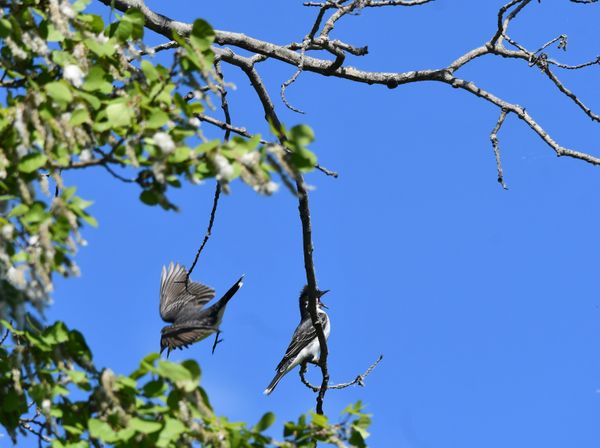 Learning To Fly thumbnail