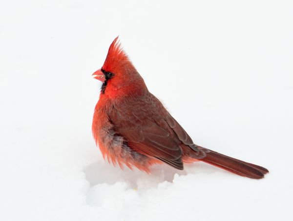 Cardinal in the Cold thumbnail