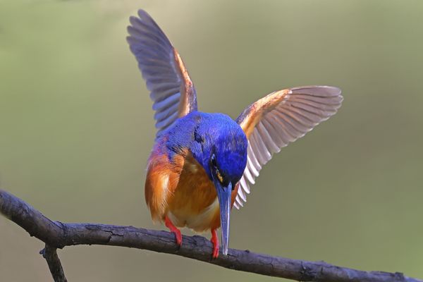 Azure Kingfisher thumbnail