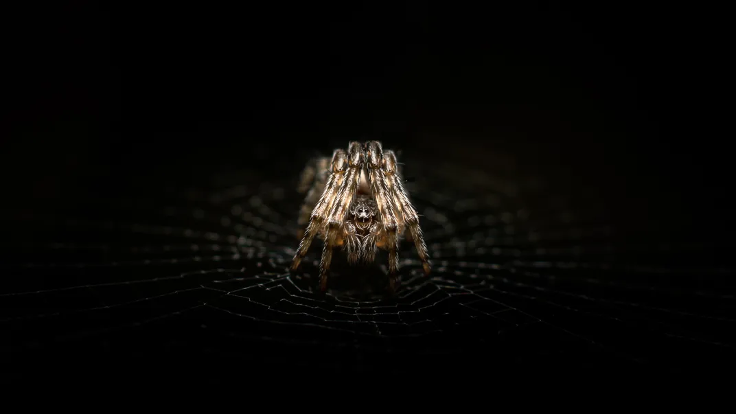 a tiny spider on a black background