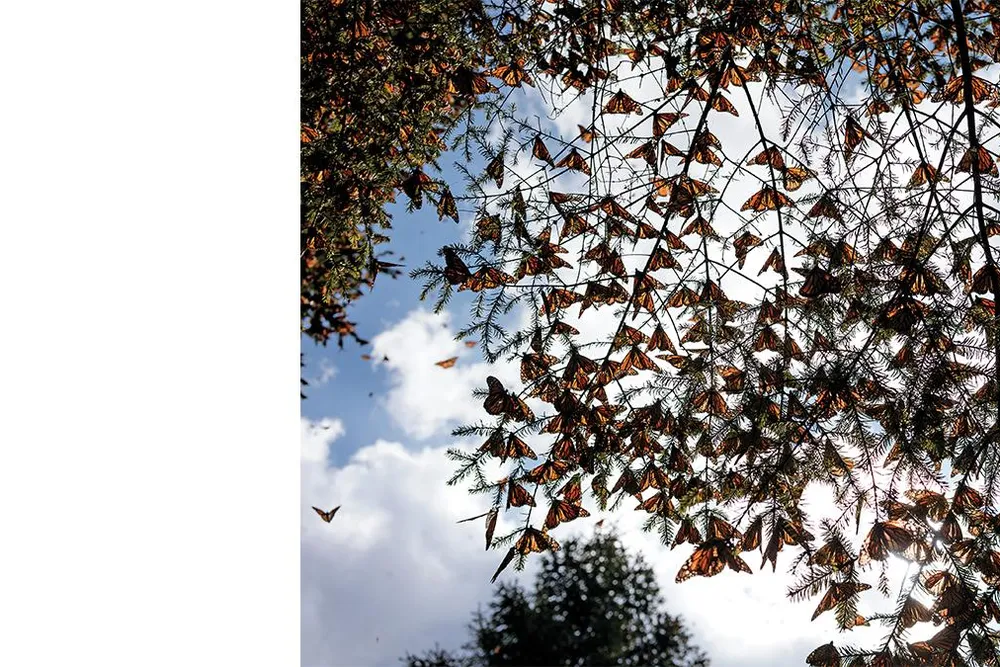 butterflies