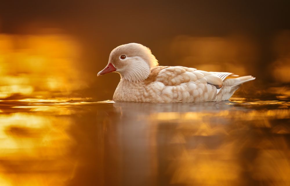 This photograph captures an exceptionally rare leucistic female mandarin duck with partial pigmentation loss.