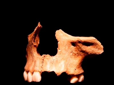 A cannibalized face dated to the 15th century B.C.E. The remains were found in Gough&#39;s Cave, the same site as some of the remains analyzed in the new study.&nbsp;