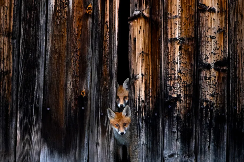 two foxes peer through a slightly open, wooden barn door