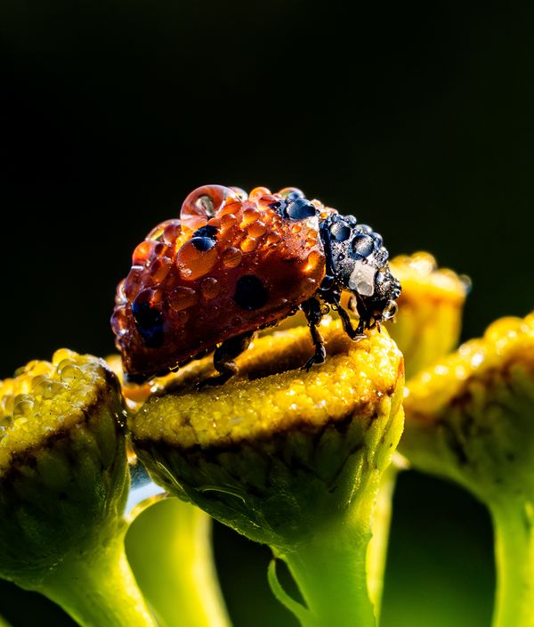 Ladybird on tansy thumbnail