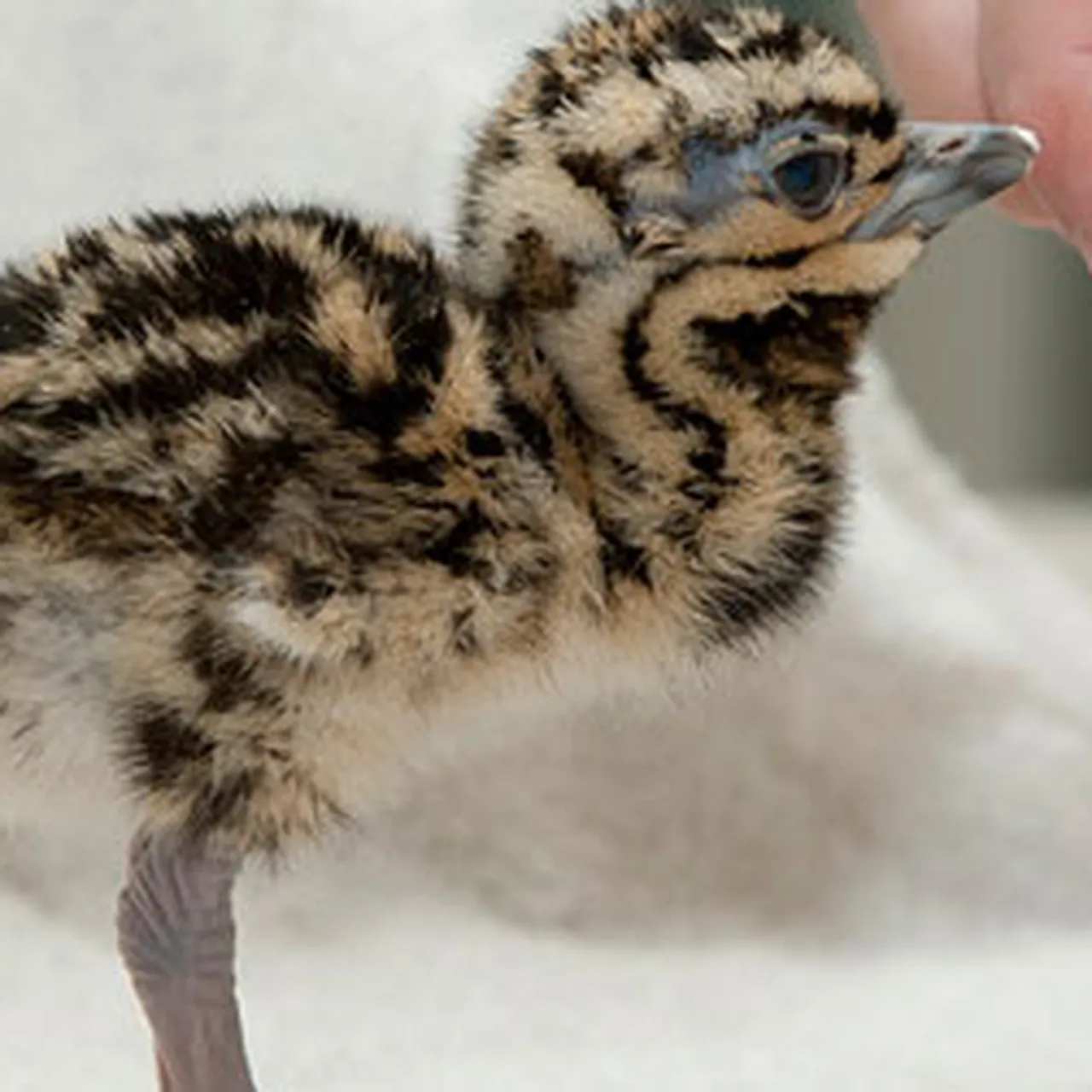 50th Kori Bustard Makes History